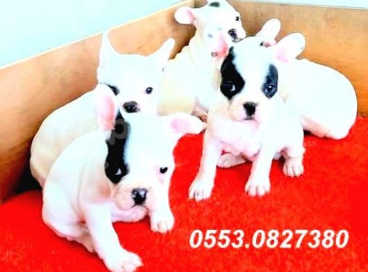 Erkek Ve Di̇şi̇ French Bulldog Yavrularimiz İzmi̇r