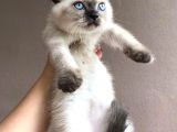 Di̇şi̇ Blue Poi̇nt Beyaz Mavi̇ Göz Yavrumuz Ai̇lesi̇ni̇ Ariyor