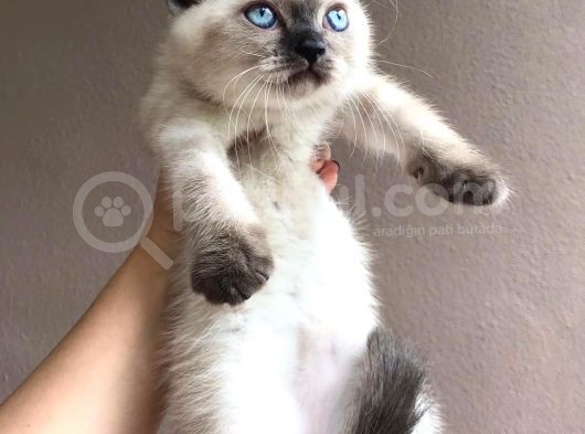 Di̇şi̇ Blue Poi̇nt Beyaz Mavi̇ Göz Yavrumuz Ai̇lesi̇ni̇ Ariyor görsel