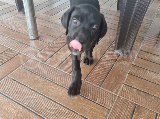 Yeni Aile Arıyorumc görsel