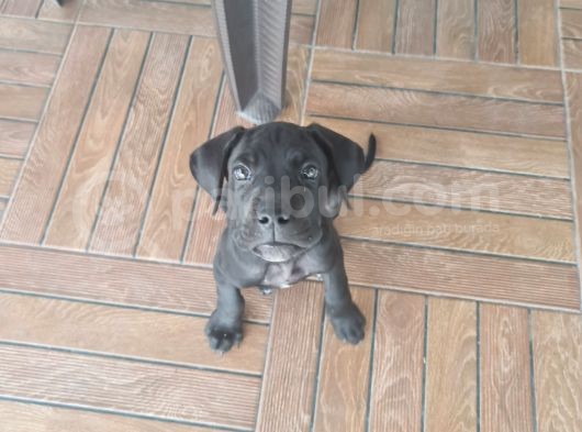 Yeni Aile Arıyorumc görsel