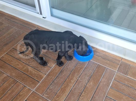 Yeni Aile Arıyorumc görsel
