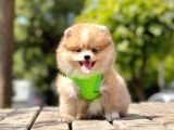 A+ Kalitede Aşılı Mikroçipli Pomeranian Boo