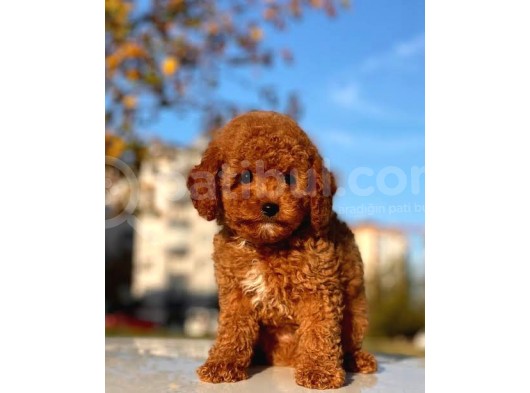 Red Brown Toy Poodle Yavrulari