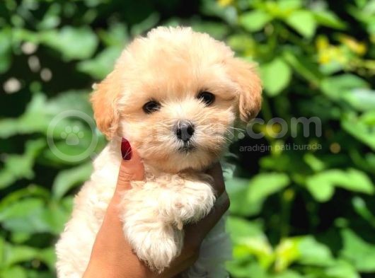 Sütlü Kahveli̇ Malti̇po görsel