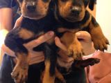 Doberman Yavrulari Mama Ve Malzeme Kampanya Li