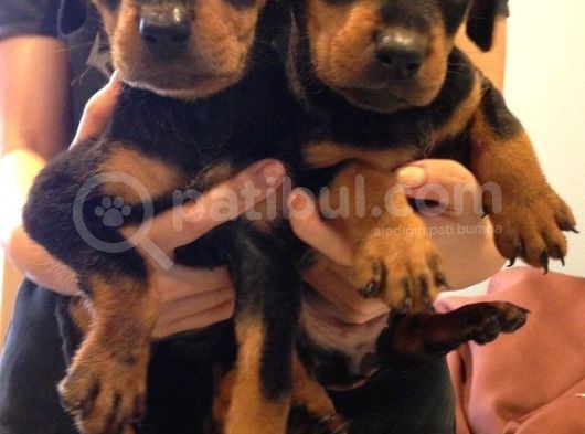 Doberman Yavrulari Mama Ve Malzeme Kampanya Li görsel