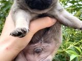 Krem Pug Yavrular Mevcut
