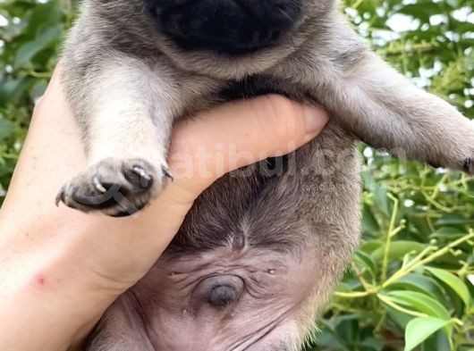 Krem Pug Yavrular Mevcut görsel