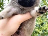 Krem Pug Yavrular Mevcut