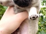 Pug Mops Krem Gül Kuyruk Erkek