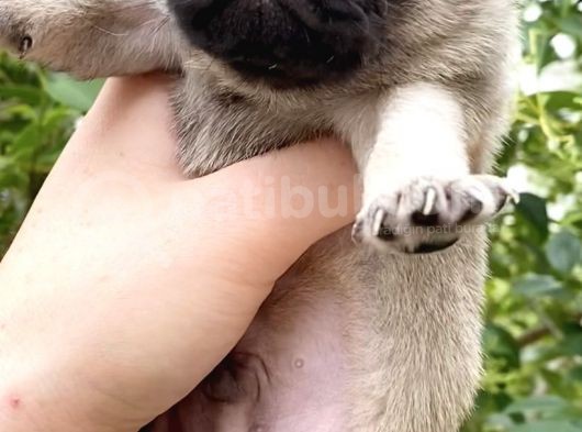 Pug Mops Krem Gül Kuyruk Erkek görsel