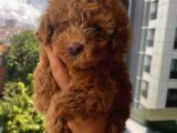Red Brown Toypoodle Bebi̇şler