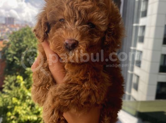 Red Brown Toypoodle Bebi̇şler görsel