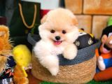 Aa Kalite Safkan  Pomeranian Oğlumuz