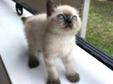 Di̇şi̇ Blue Poi̇nt Beyaz Mavi̇ Göz Yavrumuz Ai̇lesi̇ni̇ Ariyor