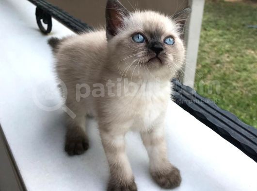 Di̇şi̇ Blue Poi̇nt Beyaz Mavi̇ Göz Yavrumuz Ai̇lesi̇ni̇ Ariyor görsel