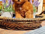 Toy Poodle Pasaportlu Yavrumuz