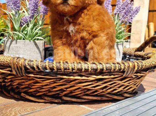 Toy Poodle Pasaportlu Yavrumuz görsel