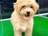 3 Aylık Yavru Maltipoo