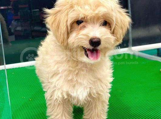 3 Aylık Yavru Maltipoo görsel