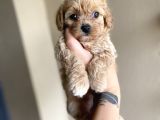 Muhteşem Kali̇te Toy Poodle Yavrulari