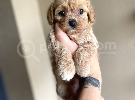 Muhteşem Kali̇te Toy Poodle Yavrulari görsel
