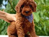 Red Toy Poodle Üst Kali̇te