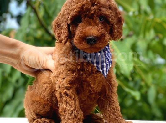 Red Toy Poodle Üst Kali̇te görsel