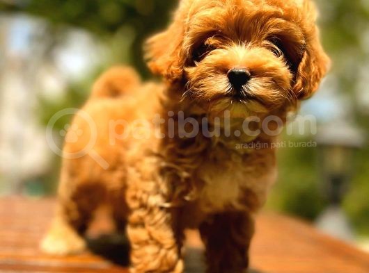 Mi̇ni̇ Boy Malti̇po Red