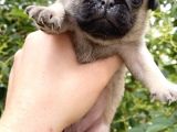 Pug Mops Krem Gül Kuyruk Erkek