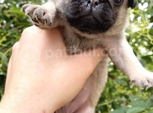 Pug Mops Krem Gül Kuyruk Erkek görsel