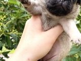 Pug Mops Krem Gül Kuyruk Erkek