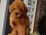 Red Brown Toypoodle Bebi̇şler