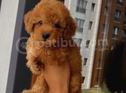 Red Brown Toypoodle Bebi̇şler görsel