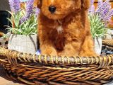 Toy Poodle Pasaportlu Yavrumuz