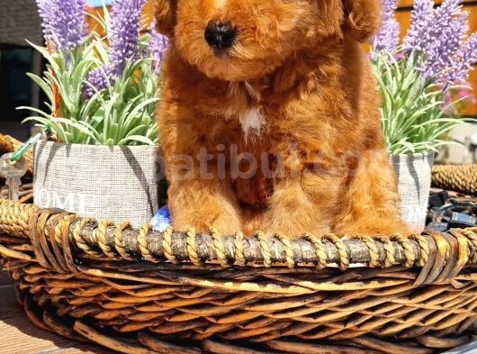 Toy Poodle Pasaportlu Yavrumuz görsel