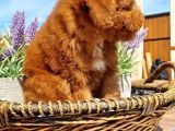 Toy Poodle Pasaportlu Yavrumuz