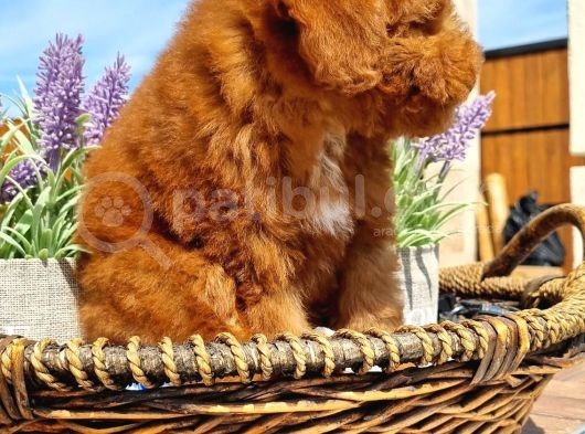 Toy Poodle Pasaportlu Yavrumuz görsel
