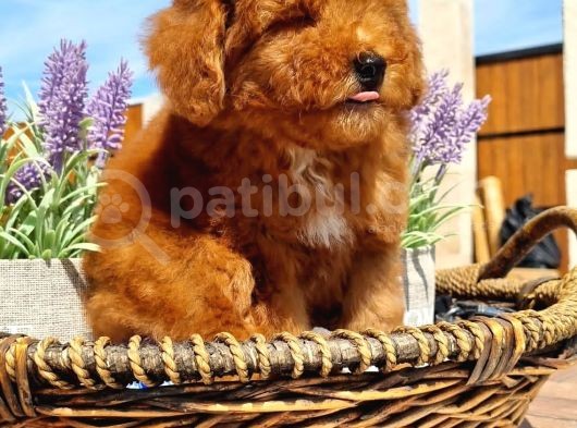 Toy Poodle Pasaportlu Yavrumuz