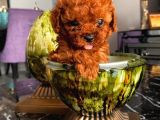 Mi̇nyatür Ve Toy Poodle Yavrular
