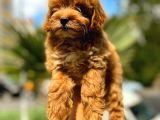Mi̇ni̇ Boy Malti̇po Red