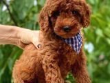 Red Toy Poodle Üst Kali̇te