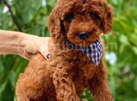 Red Toy Poodle Üst Kali̇te