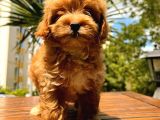 Mi̇ni̇ Boy Malti̇po Red