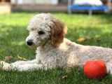 5,5 Aylik Erkek Poodle Apricot