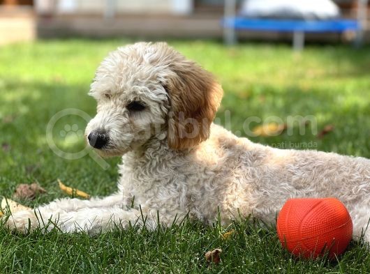 5,5 Aylik Erkek Poodle Apricot görsel