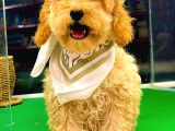 Apri̇cot Toy Poodle Di̇şi̇