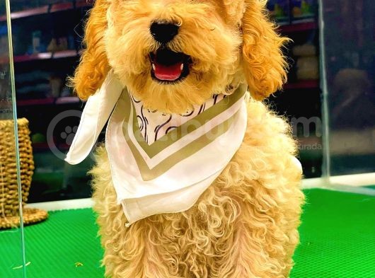 Apri̇cot Toy Poodle Di̇şi̇ görsel