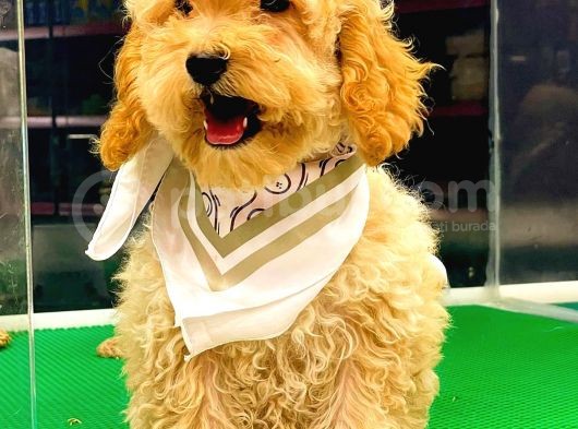 Apri̇cot Toy Poodle Di̇şi̇ görsel